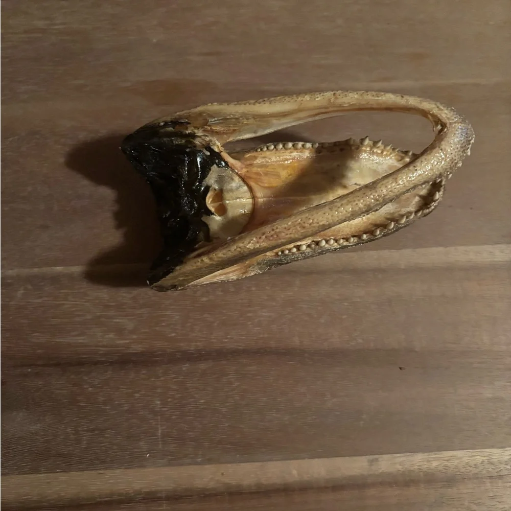 Realistic Brown Reptile Head Decor